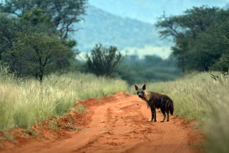 Dieu cuc bat ngo ve 4 loai linh cau con ton tai tren the gioi-Hinh-6