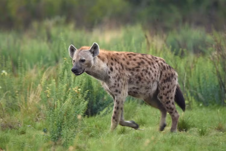 Dieu cuc bat ngo ve 4 loai linh cau con ton tai tren the gioi