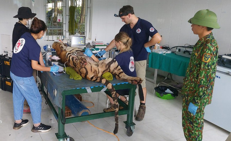 Các chuyên gia đang tiến hành kiểm tra sức khoẻ cho các cá thể hổ...