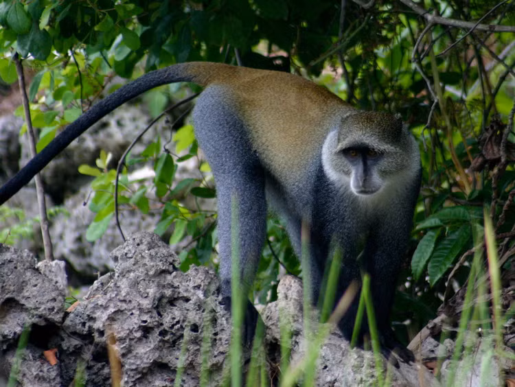 Top loai khi noi tieng nhat chau Phi: Mot loai co bo rau cuc la-Hinh-6