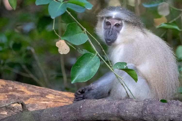 Top loai khi noi tieng nhat chau Phi: Mot loai co bo rau cuc la-Hinh-10