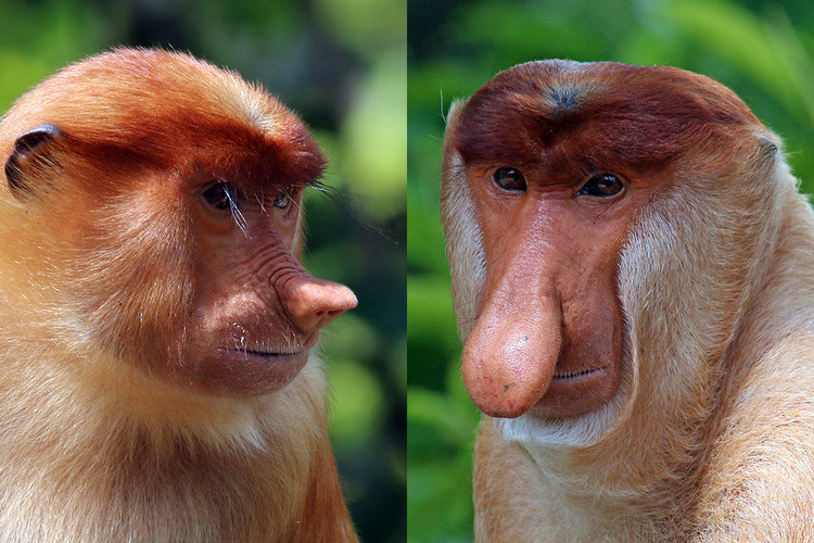 Cận cảnh loài khỉ có vòi duy nhất trên thế giới - Hình 3 Can canh loai khi co voi duy nhat tren the gioi-Hinh-3