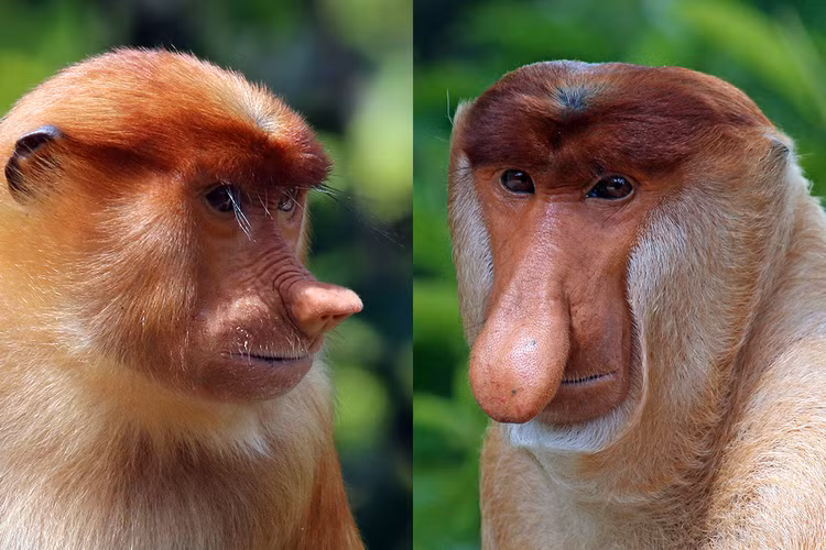 Can canh loai khi co voi duy nhat tren the gioi-Hinh-3