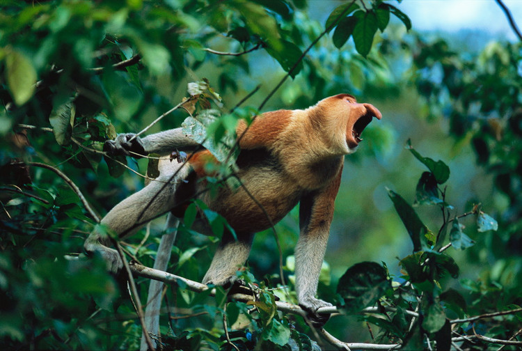 Cận cảnh loài khỉ có vòi duy nhất trên thế giới - Hình 4 Can canh loai khi co voi duy nhat tren the gioi-Hinh-4