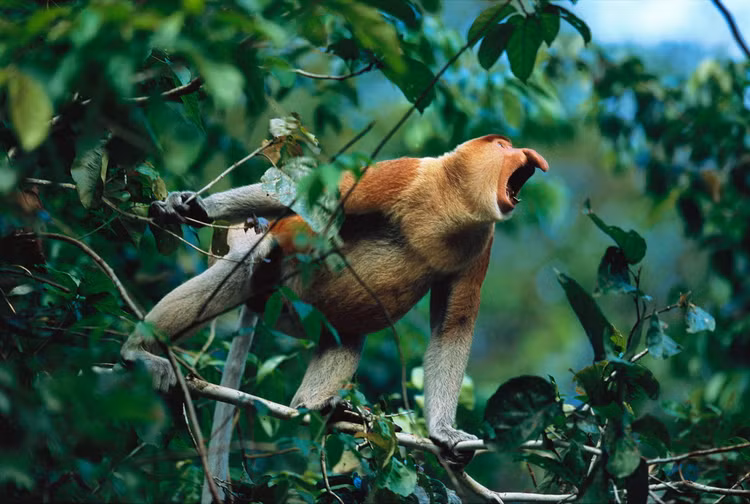 Can canh loai khi co voi duy nhat tren the gioi-Hinh-4