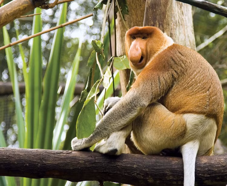 Can canh loai khi co voi duy nhat tren the gioi-Hinh-2