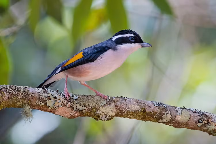 Soi các loài chim khướu mỏ quặp thú vị của Việt Nam - Hình 3 Soi cac loai chim khuou mo quap thu vi cua Viet Nam-Hinh-3