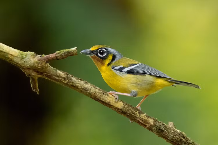 Soi các loài chim khướu mỏ quặp thú vị của Việt Nam - Hình 5 Soi cac loai chim khuou mo quap thu vi cua Viet Nam-Hinh-5