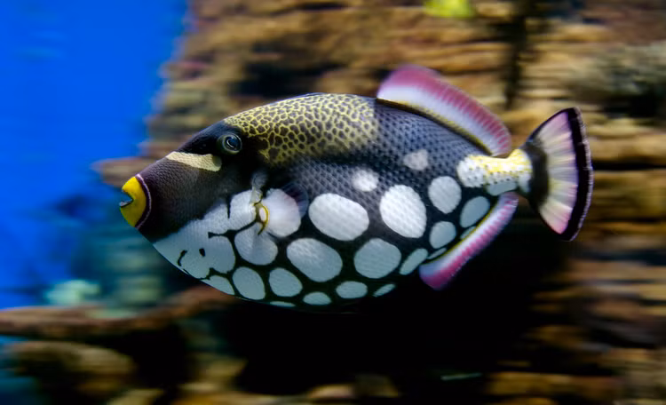 Tan muc nhung loai ca noc noi tieng nhat the gioi-Hinh-9