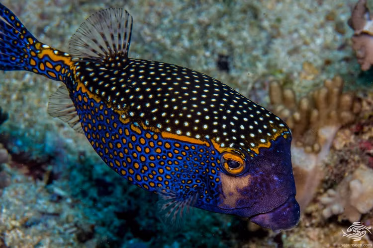 Tan muc nhung loai ca noc noi tieng nhat the gioi-Hinh-5