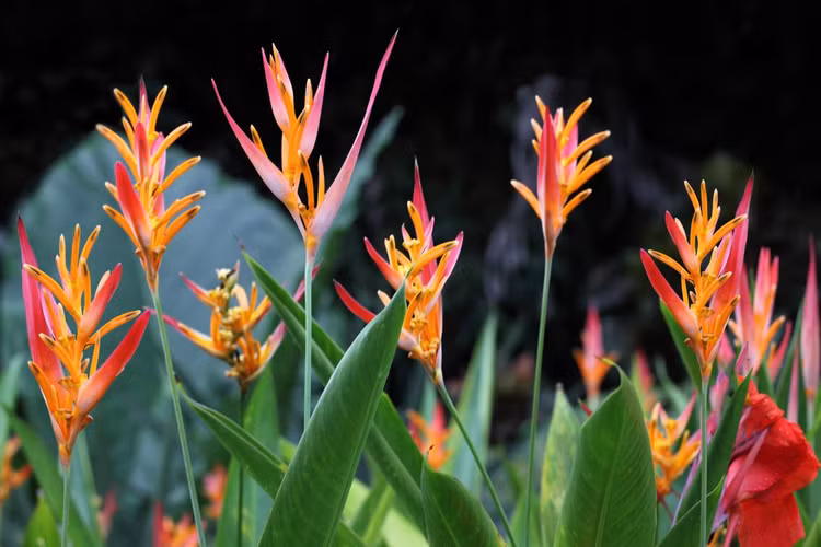 Loai chuoi thu vi nhat the gioi: Nhieu cay dep me man-Hinh-7