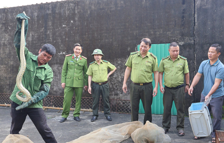 Gia đình ông Nguyễn Duy Vượng bàn giao 3 cá thể trăn đất cho lực lượng chức năng.