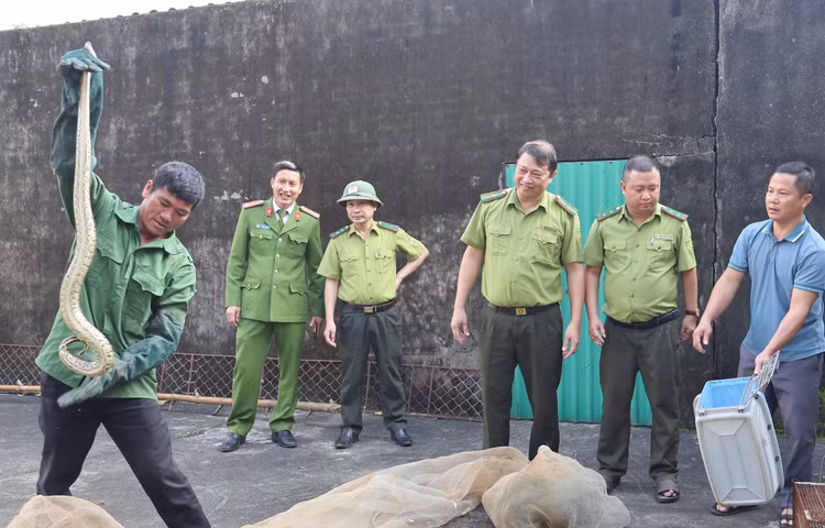 Gia đình ông Nguyễn Duy Vượng bàn giao 3 cá thể trăn đất cho lực lượng chức năng.