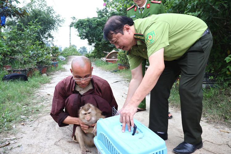 Khỉ đuôi lợn là động vật rừng nguy cấp, quý hiếm.