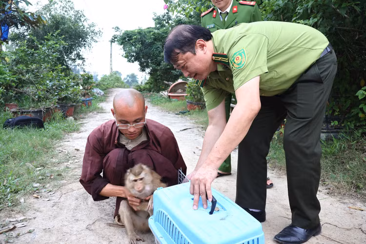 Khỉ đuôi lợn là động vật rừng nguy cấp, quý hiếm.