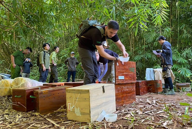 Lực lượng chức năng đang tiến hành thả các cá thể động vật quý hiếm về môi trường tự nhiên.