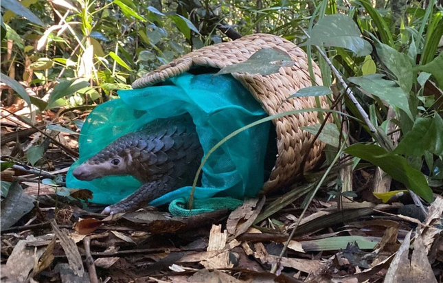 Một cá thể tê tê được thả về tự nhiên...