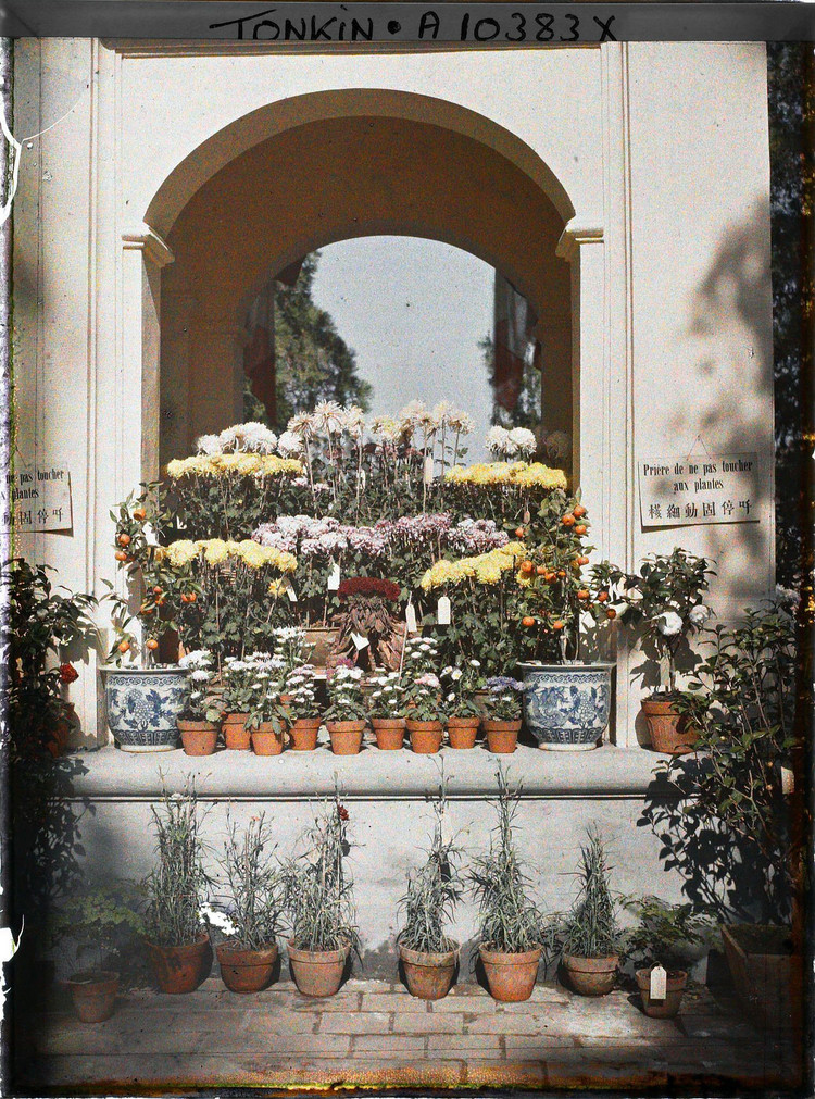 Anh mau tram tuoi: Thu choi cay canh ngay Tet cua nguoi Ha Noi xua