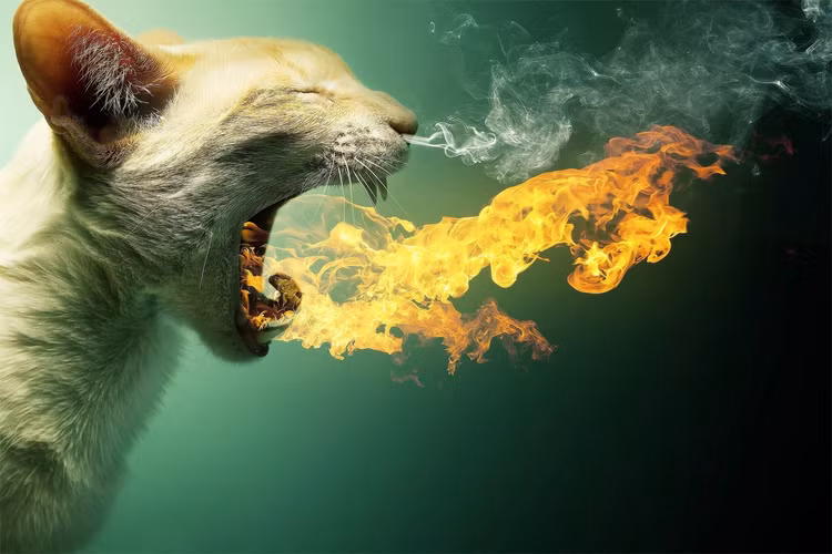 Sung sot tran danh Meo Lua trong lich su Viet Nam-Hinh-2