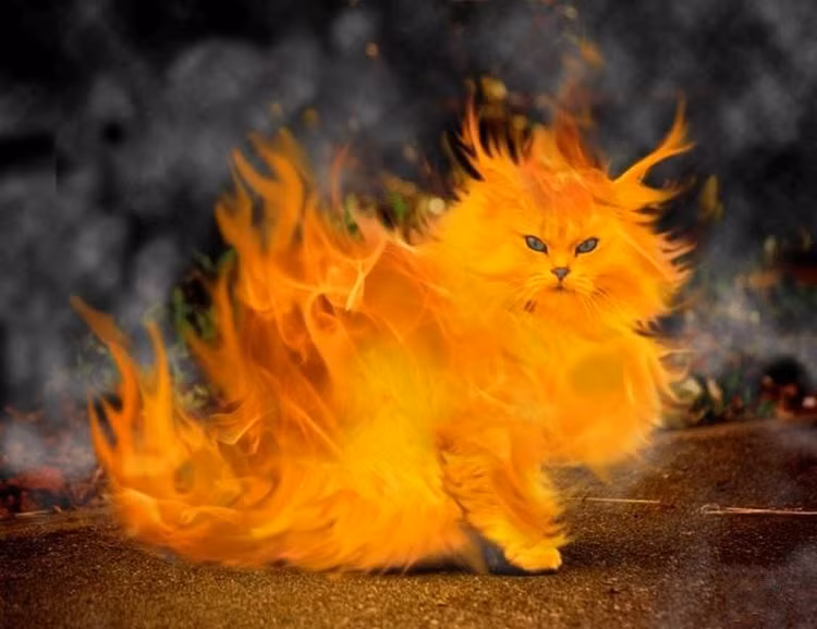 Sung sot tran danh Meo Lua trong lich su Viet Nam-Hinh-4