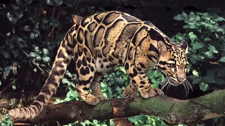 Diem danh 8 loai meo hoang da quy hiem o Viet Nam-Hinh-4