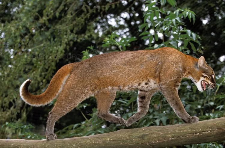 Diem danh 8 loai meo hoang da quy hiem o Viet Nam-Hinh-3