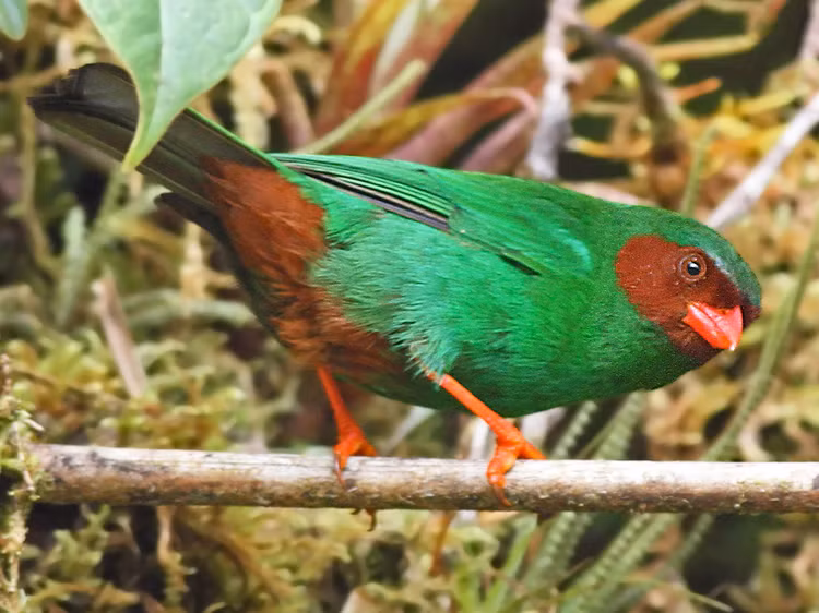 Me man voi nhan sac cac loai chim vu cong chi co o chau My (2)-Hinh-3