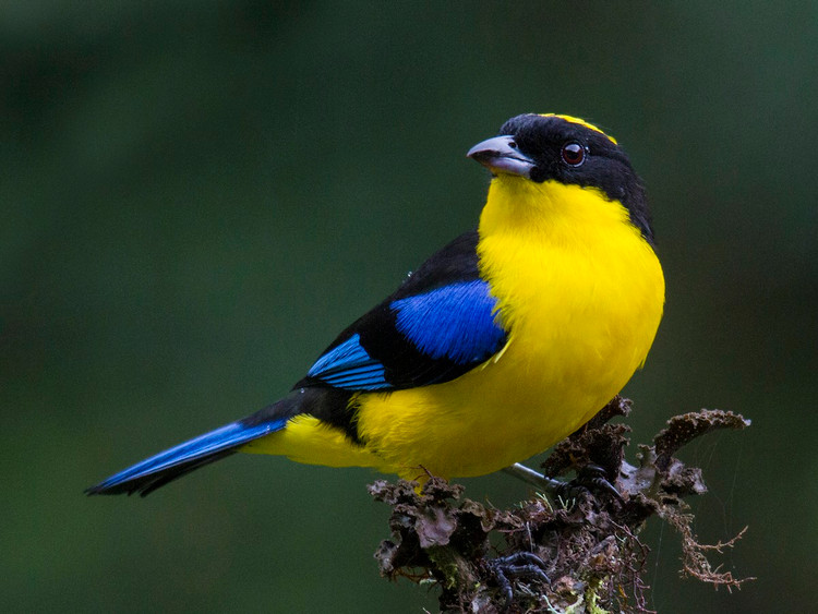 Me man voi nhan sac cac loai chim vu cong chi co o chau My (2)-Hinh-10