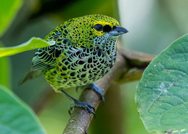 Me man voi nhan sac cac loai chim vu cong chi co o chau My (2)-Hinh-11