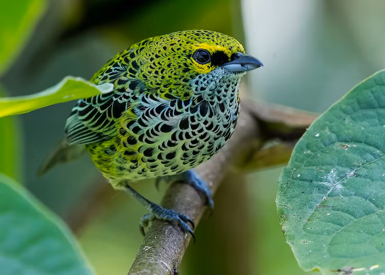 Me man voi nhan sac cac loai chim vu cong chi co o chau My (2)-Hinh-11