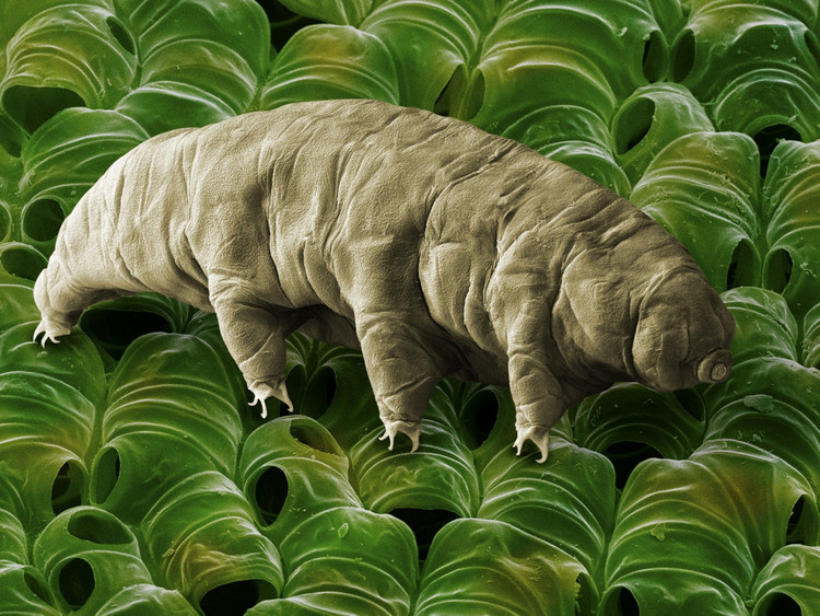 Can canh loai dong vat “noi dong coi da” nhat qua dat-Hinh-9