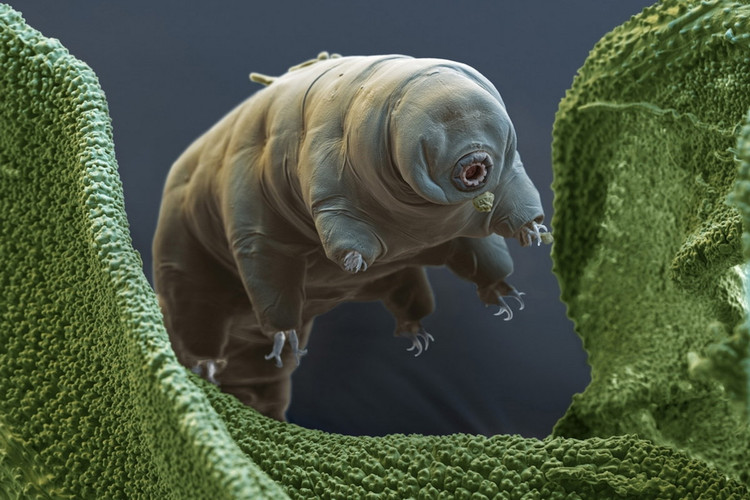 Can canh loai dong vat “noi dong coi da” nhat qua dat-Hinh-6