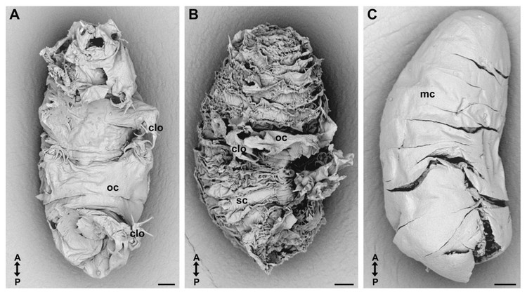 Can canh loai dong vat “noi dong coi da” nhat qua dat-Hinh-14