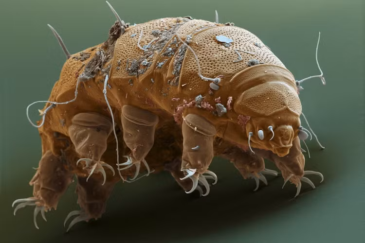 Can canh loai dong vat “noi dong coi da” nhat qua dat-Hinh-2