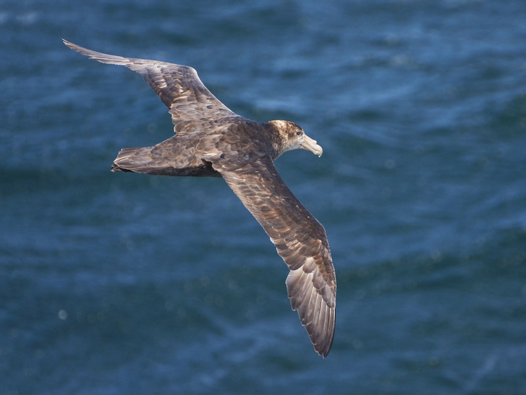 Dieu thu vi ve cac loai hai au noi tieng nhat the gioi-Hinh-10