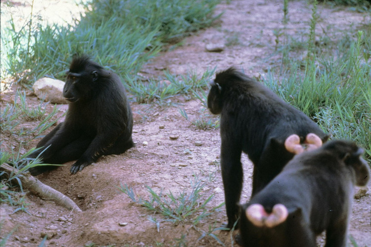 Loai khi noi tieng nhat chau A: Co loai nhin nhu con su tu-Hinh-4