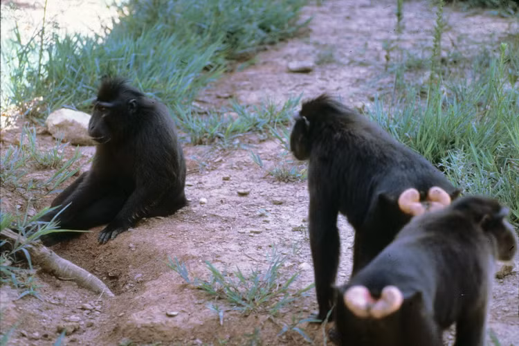Loai khi noi tieng nhat chau A: Co loai nhin nhu con su tu-Hinh-4
