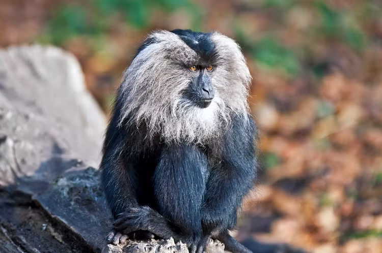 Loai khi noi tieng nhat chau A: Co loai nhin nhu con su tu-Hinh-5