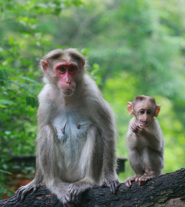 Loai khi noi tieng nhat chau A: Co loai nhin nhu con su tu-Hinh-8