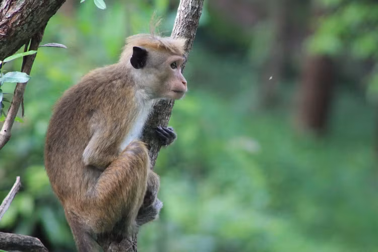 Loai khi noi tieng nhat chau A: Co loai nhin nhu con su tu-Hinh-7