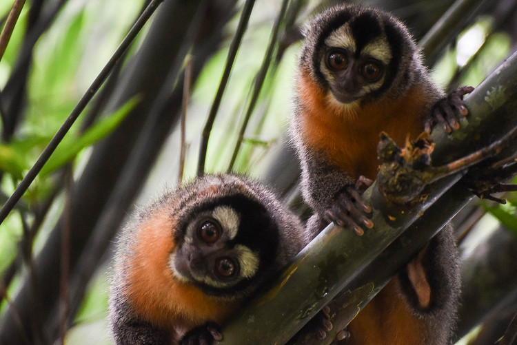 Top loai khi ky la chi co o chau My: Mot loai dau troc loc