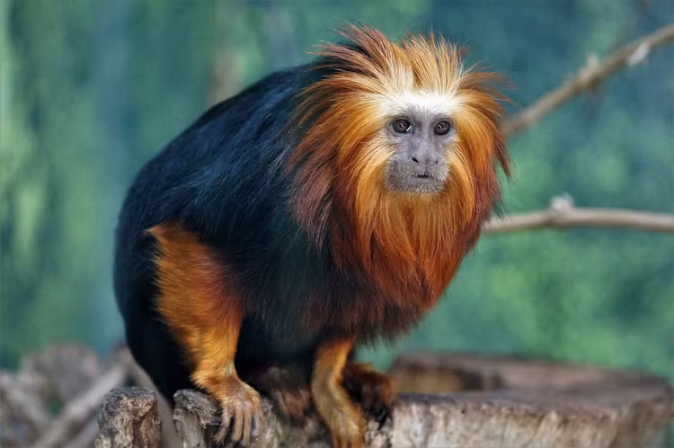 Top loai khi ky la chi co o chau My: Mot loai nho nhat TG-Hinh-9