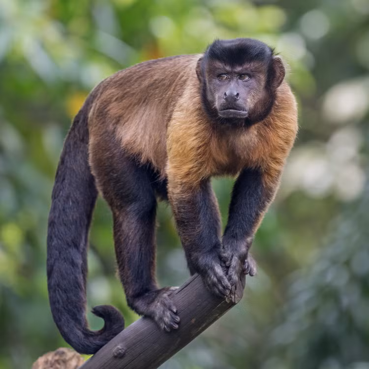 Top loai khi ky la chi co o chau My: Mot loai nho nhat TG-Hinh-12