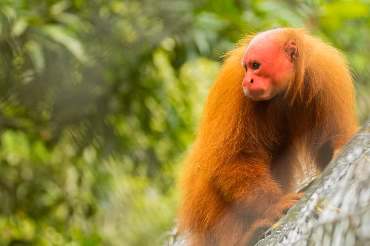 Top loai khi ky la chi co o chau My: Mot loai dau troc loc-Hinh-10