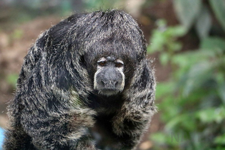 Top loai khi ky la chi co o chau My: Mot loai dau troc loc-Hinh-5