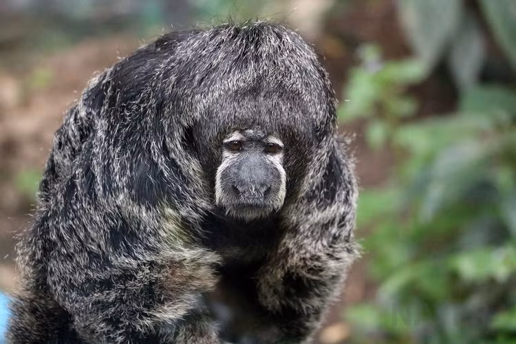 Top loai khi ky la chi co o chau My: Mot loai dau troc loc-Hinh-5