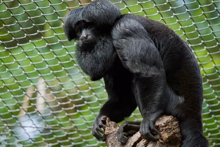 Top loai khi ky la chi co o chau My: Mot loai dau troc loc-Hinh-2