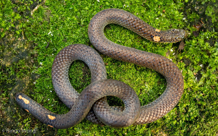 Top 20 loai ran an tuong nhat Viet Nam (1)-Hinh-5