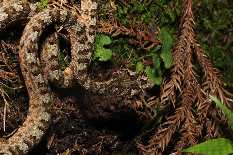 Top 20 loai ran an tuong nhat Viet Nam (1)-Hinh-3