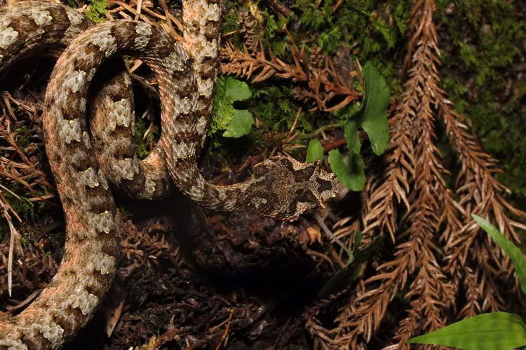 Top 20 loai ran an tuong nhat Viet Nam (1)-Hinh-3